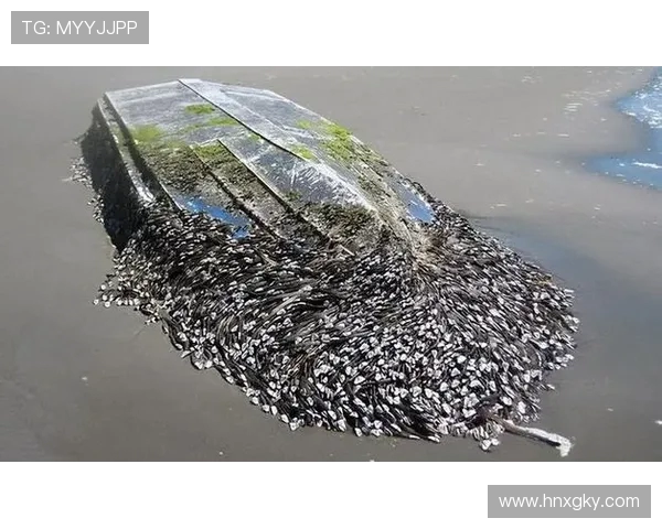 深海作业直击！第一视角体验船舶藤壶清理的硬核挑战